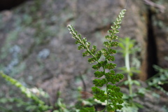 Asplenium incisum