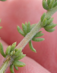 Aspalathus opaca rostriloba