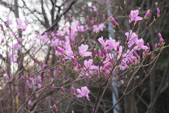 Rhododendron reticulatum