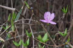 Rhododendron reticulatum