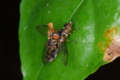 Spheginobaccha