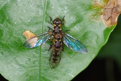 Spheginobaccha