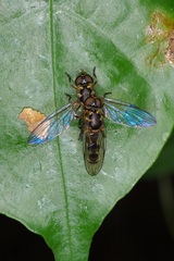 Spheginobaccha