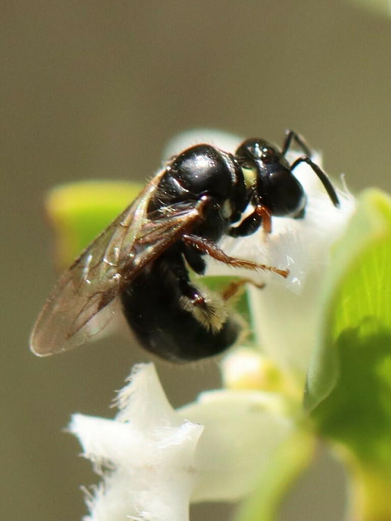 Black Reed Bees from Sydney NSW, Australia on August 28, 2023 at 1256
