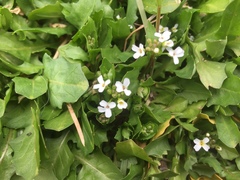 Calepina irregularis