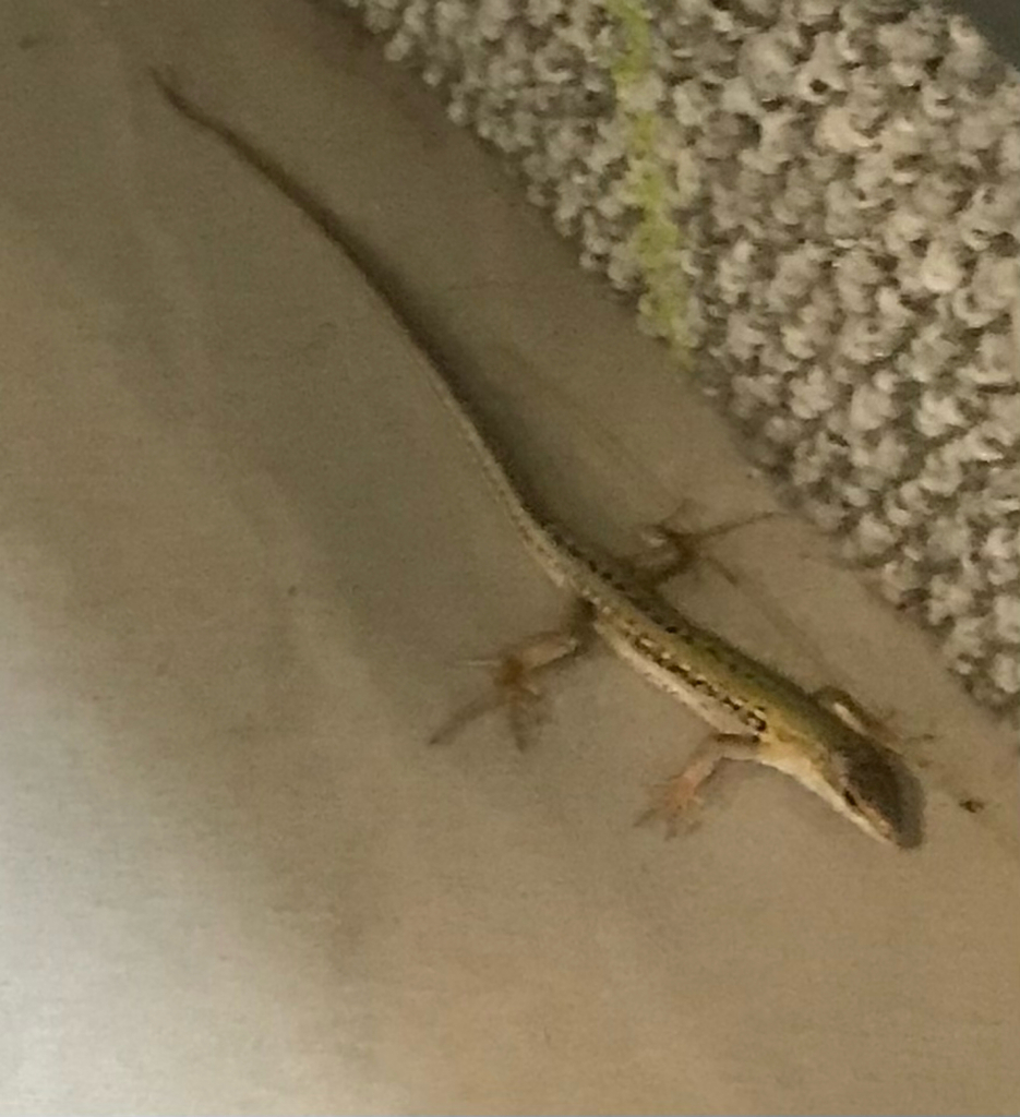 Italian Wall Lizard From Overland Park On September 11 2023 At 02 47   Large 