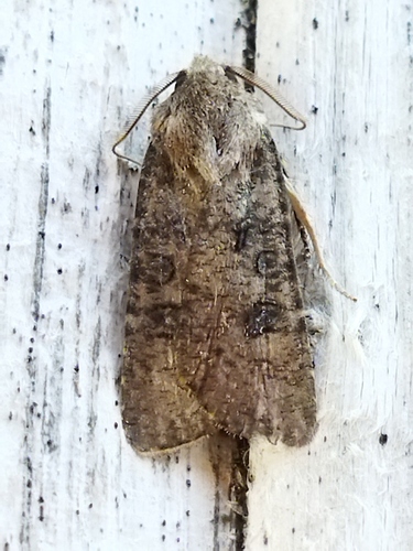 Turnip Moth