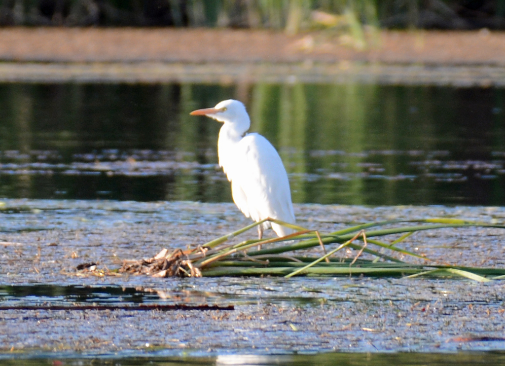 Cattle Egret From Kununurra WA 6743 Australia On September 13 2019 At   Large 