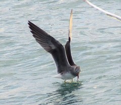 Ichthyaetus leucophthalmus