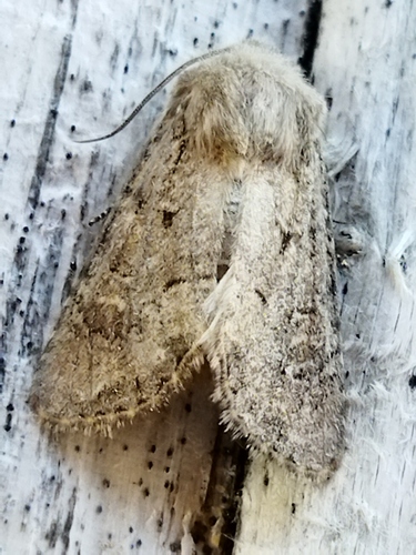 Flounced Rustic photo 4