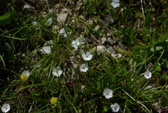 Heliosperma alpestre