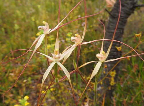Caladenia ultima