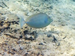 テングハギ