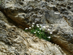 Moehringia bavarica