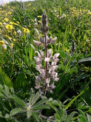 Lupinus palaestinus