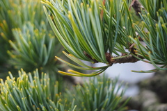 Pinus parviflora