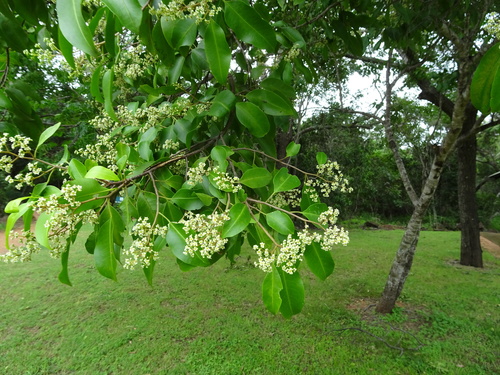 Geijera salicifolia observed 2023-02-15
