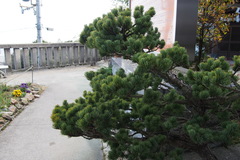 Pinus parviflora