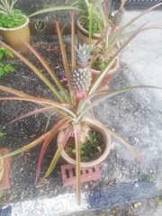 Ananas comosus