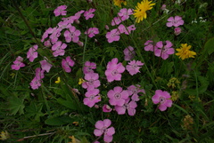 Dianthus alpinus