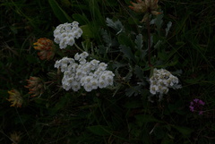 Achillea clavennae