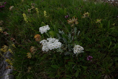 Achillea clavennae