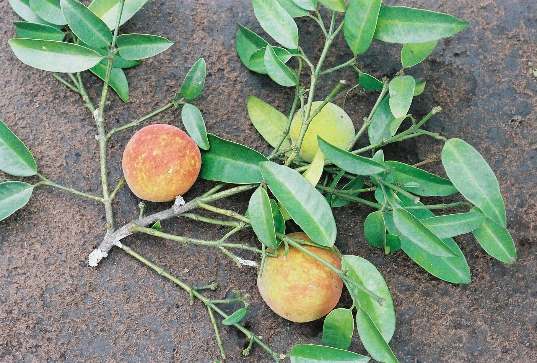 Garcinia kola