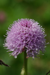Traunsteinera globosa