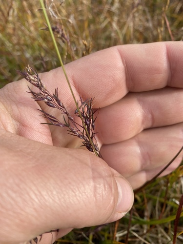 Poa alpigena, 2023-09-10