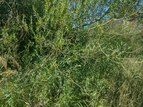 vŕba purpurová (Salix purpurea)