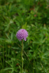 Traunsteinera globosa