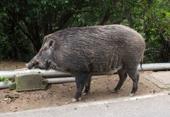 Sus scrofa moupinensis