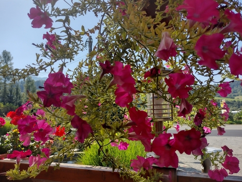 Petunija (Petunia)