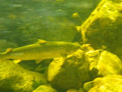 Salmo salar