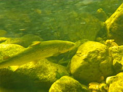 Salmo salar