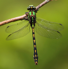 Ophiogomphus carolus