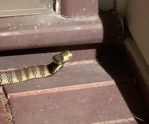 Tiger Snake sighting