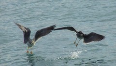 Ichthyaetus leucophthalmus