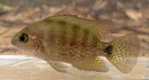 Blackstripe Cichlid