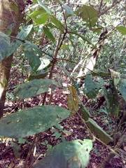 Virola sebifera