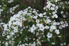 Spiraea thunbergii