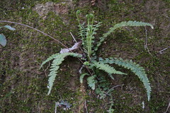 Asplenium incisum