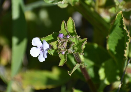 Image of Teedia lucida by (c) Justin Ponder, some rights reserved (CC BY)