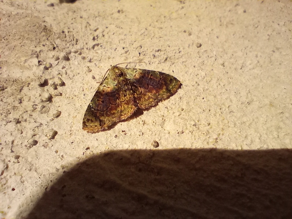 Metalectra picta