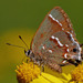 Callophrys gryneus sweadneri - Photo (c) Mary Keim, algunos derechos reservados (CC BY-NC-SA)