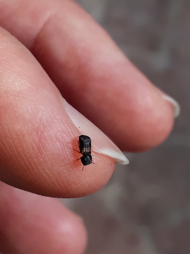 Bostrichidae