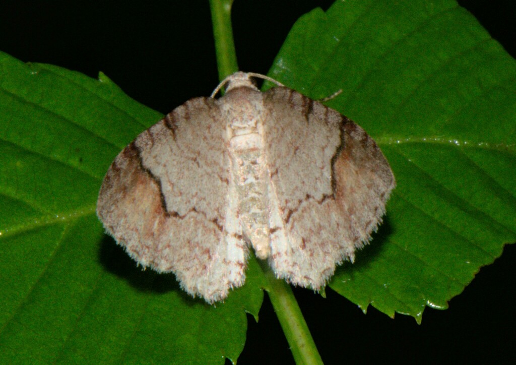 Venusia crassisigna