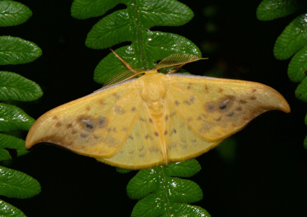 Tridrepana sadana