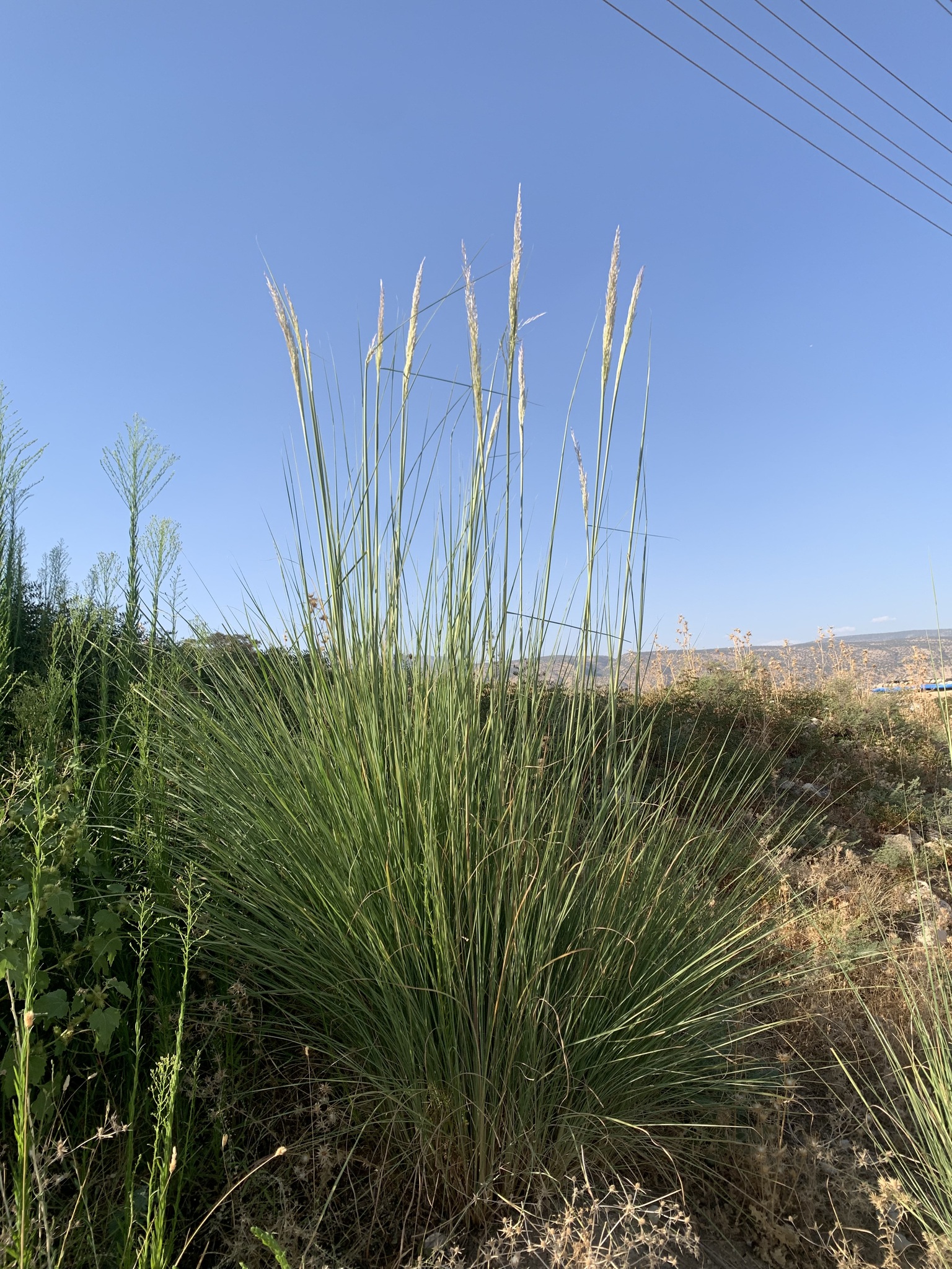 Tripidium strictum