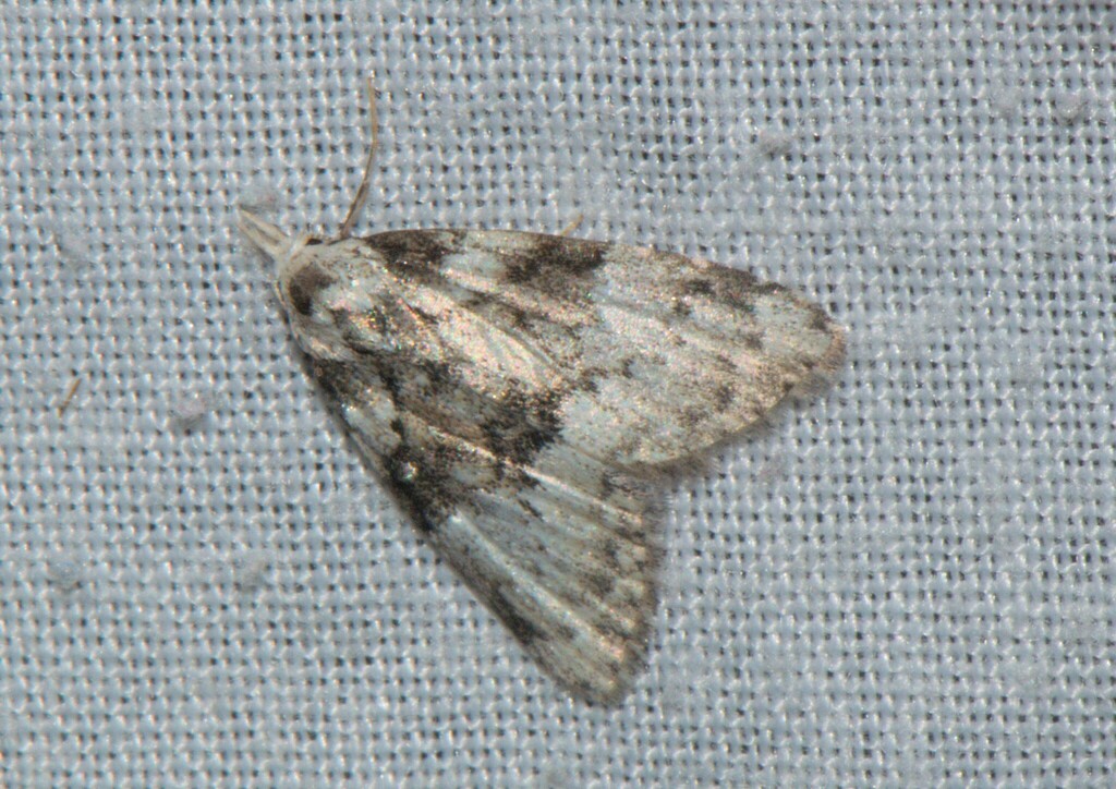 Manoba argentalis